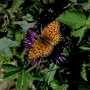 Foto Precedente: mountain butterfly