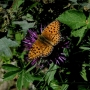 Prossima Foto: mountain butterfly