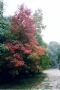 Foto Precedente: I colori della natura