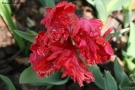 Prossima Foto: Tulipano