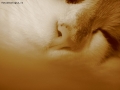 Prossima Foto: Cat..