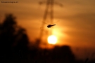 Foto Precedente: in volo al tramonto...
