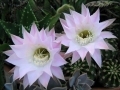 Prossima Foto: fiori di cactus