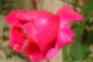 Foto Precedente: rosa fucsia...