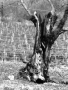 albero d'ulivo bianco e nero
