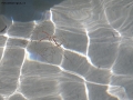 Foto Precedente: jellyfish