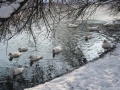 Prossima Foto: neve al parco 