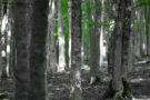Prossima Foto: Natura B/N