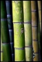 Foto Precedente: tracce d'amore in bambù