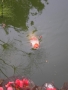 Foto Precedente: Pesce rosso