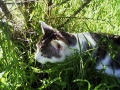 Foto Precedente: Gatto alla caccia