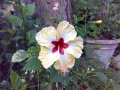 Foto Precedente: Hibiscus