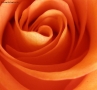 Prossima Foto: rosa