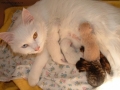 Foto Precedente: Principessa con i suoi piccoli