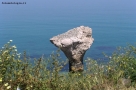 Prossima Foto: Fungo di mare?