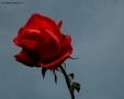 Foto Precedente: una rosa per Grace