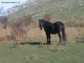 Foto Precedente: cavallo nero