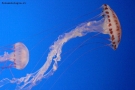 Prossima Foto: meduse rosse