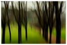 Prossima Foto: Boschetto