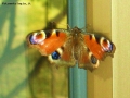 Prossima Foto: farfalla