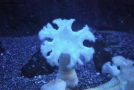 Luci naturali illuminano il fondale marino