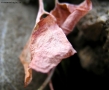 Foto Precedente: Leaves