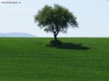 albero solitario