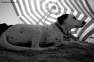 Prossima Foto: kenny...al riparo dal sole!
