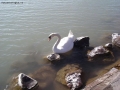 Cigno sul Lago di Balato