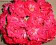 Prossima Foto: bouquet di rose