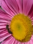 Prossima Foto: margherita con un ape...