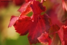 Prossima Foto: rosso... autunno!