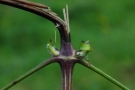 Prossima Foto: Il fiore spezzato