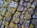 Prossima Foto: corteccia e licheni