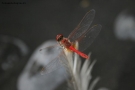 Prossima Foto: ..il volo della libellula