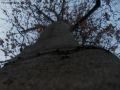Foto Precedente: albero...