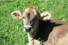 Prossima Foto: Mucca Silvestro