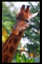 Prossima Foto: Giraffa