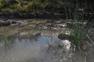 Foto Precedente: Piccolo lago