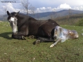 Foto Precedente: cavallino appena nato