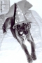 Prossima Foto: HARRY POTTER VERSIONE DOG