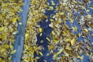 Foto Precedente: Autunno