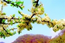 Prossima Foto: Primavera