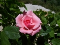 Foto Precedente: Rosa rosa