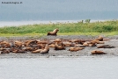Prossima Foto: sea lions#2