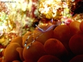 Foto Precedente: Gamberetto, Periclimenes longicarpus