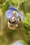 Foto Precedente: l'ape...il miele...