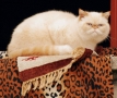 Foto Precedente: gatto sornione