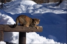 Foto Precedente: Il Gatto delle Nevi