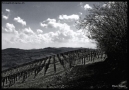 Prossima Foto: colline bianco e nero